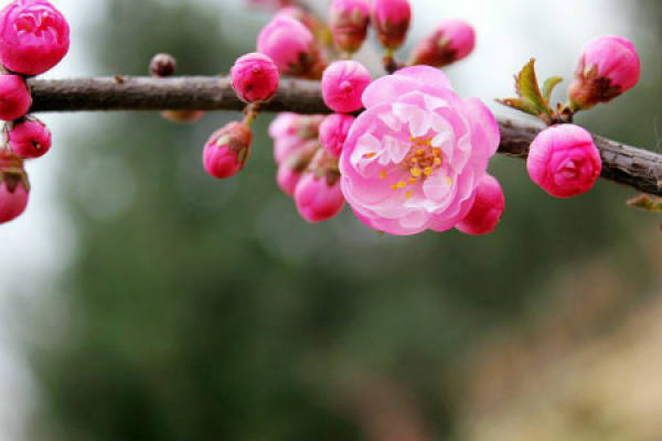 peach blossom