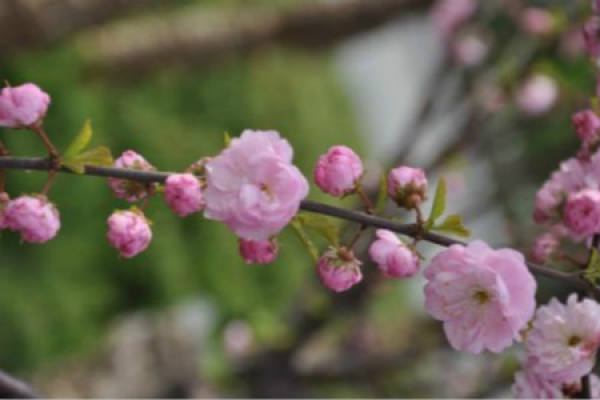 Peach blossom
