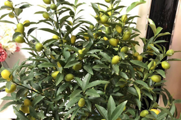 Cumquat