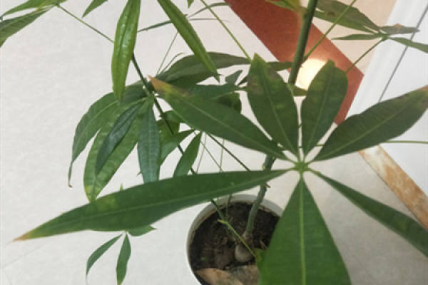 Fortune Tree Fortune Tree