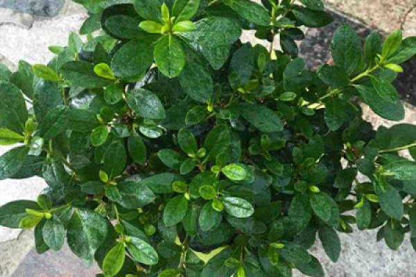 Rhododendron