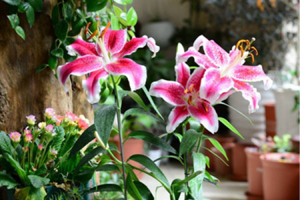 Lily Flower