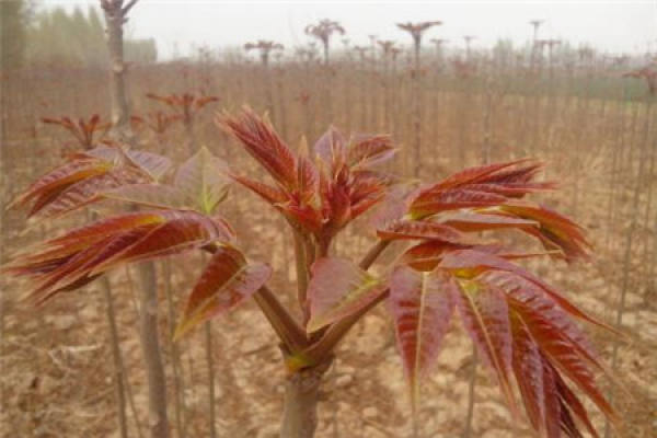 Toona sinensis