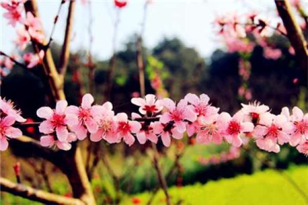 peach blossom