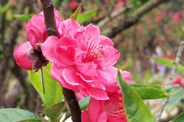 peach blossom
