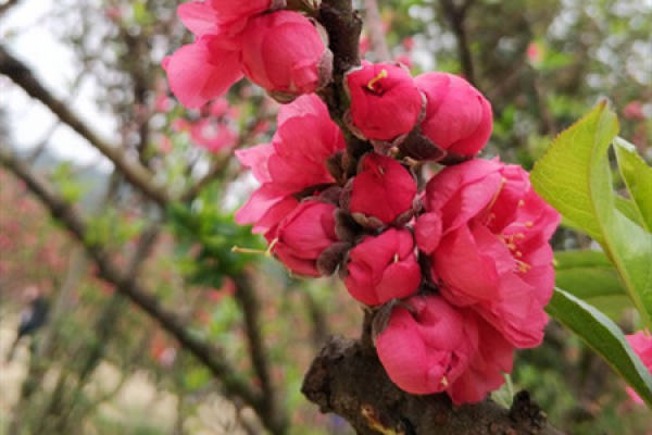 Peach blossom