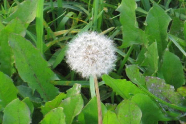 dandelion