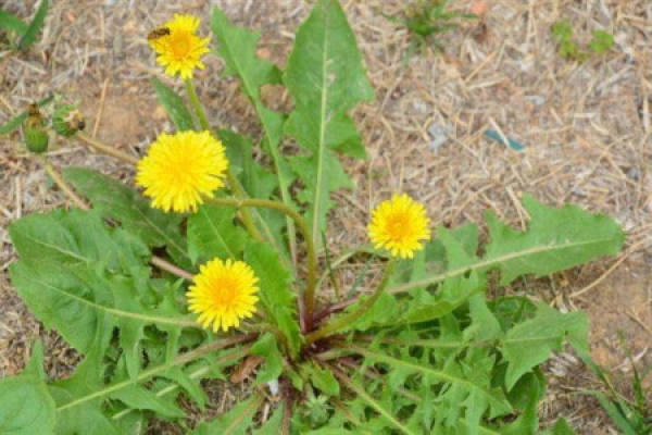 dandelion