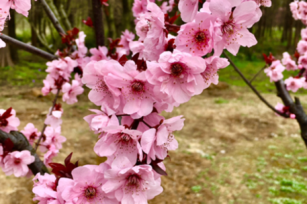 plum