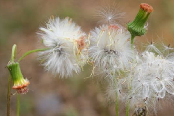 dandelion