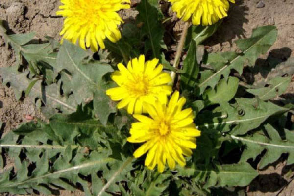 Dandelion