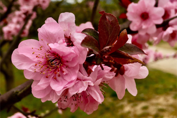 Plum blossom