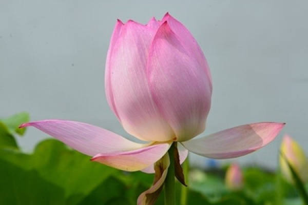 lotus