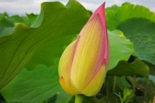 lotus
