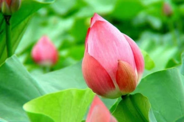 Lotus