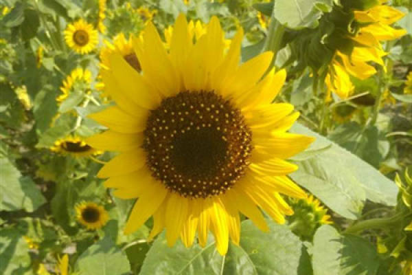 sunflower