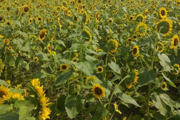 sunflower