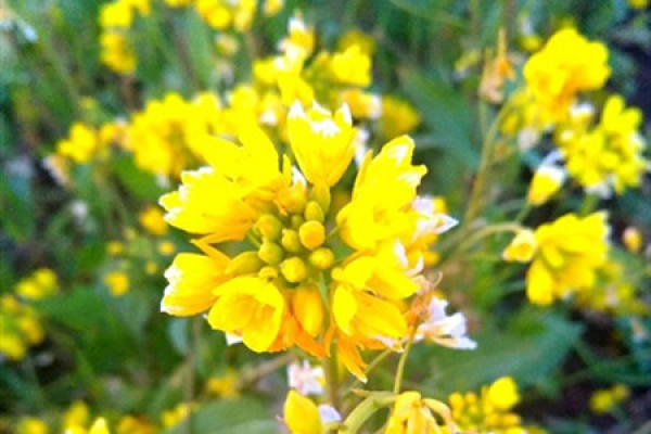 rape flower