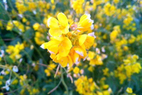 rape flower