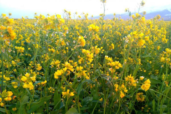 Rape Flower