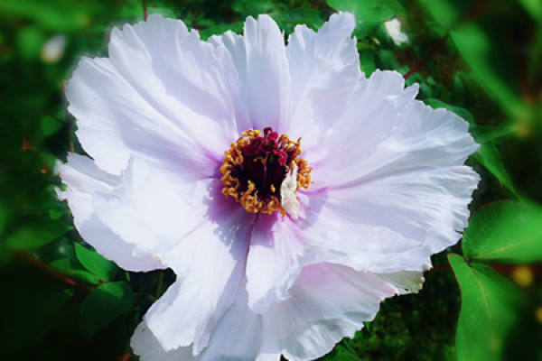 peony