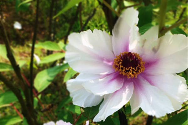 peony