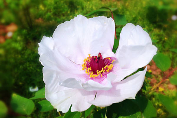 Peony Flower