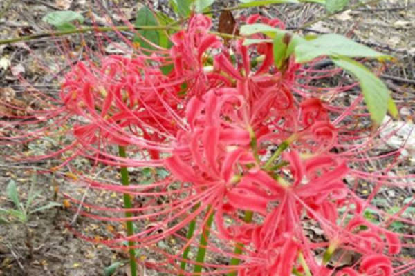the other shore flower