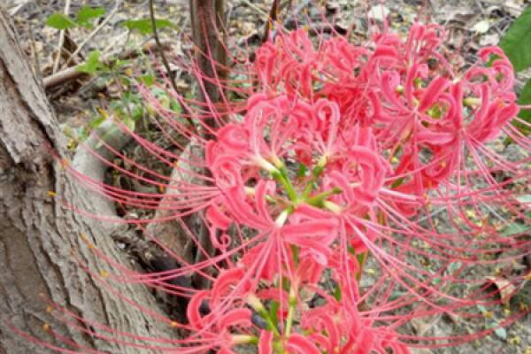 the other shore flower