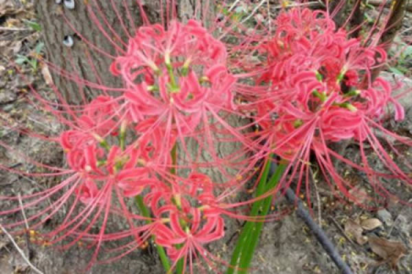 the other shore flower