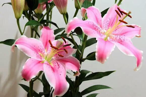 Lily