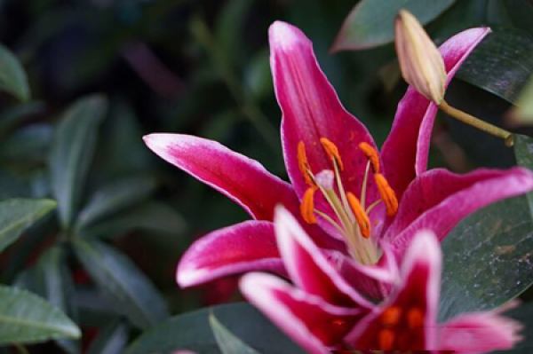 Lily Flower