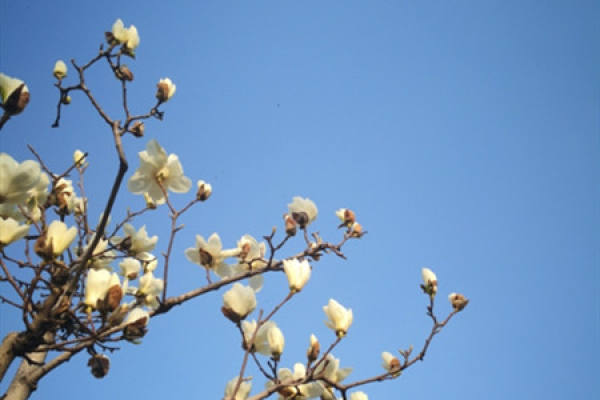 Magnolia