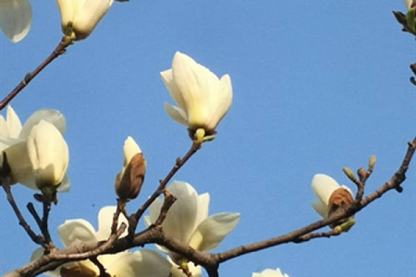 Magnolia