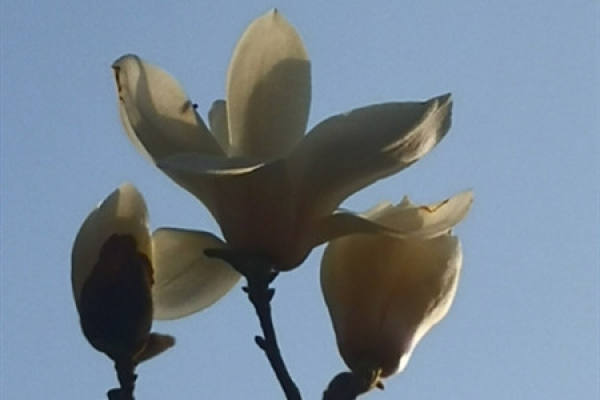 Magnolia