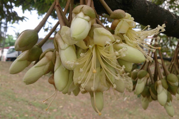 durian durian