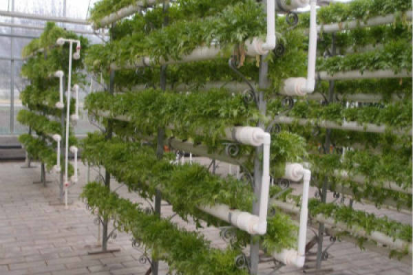 soilless cultivation
