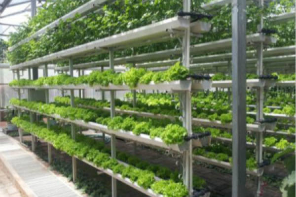 soilless cultivation