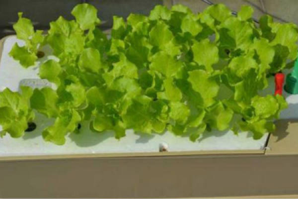 Soilless culture