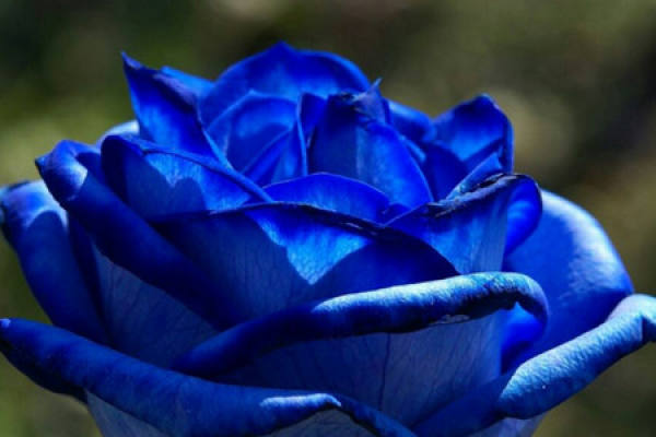 Blue enchantress