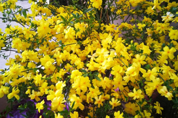 Winter jasmine