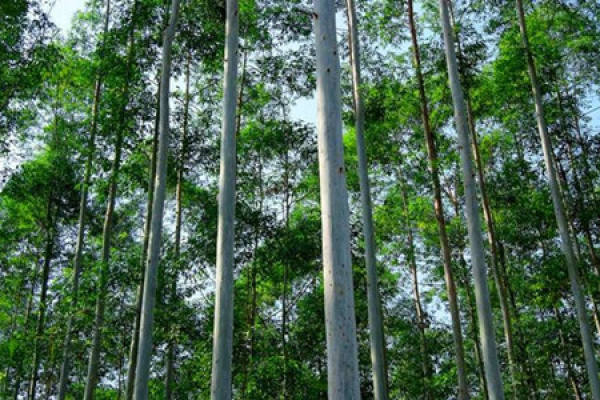 Eucalyptus