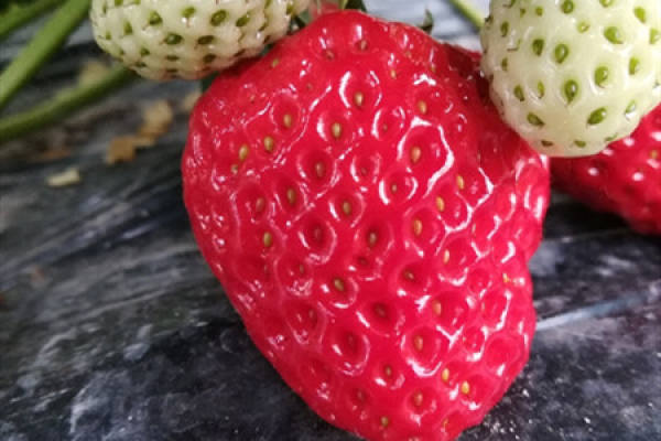 strawberry