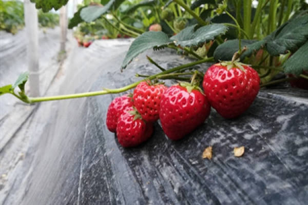 strawberry
