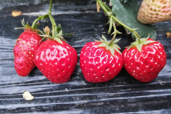 Strawberry