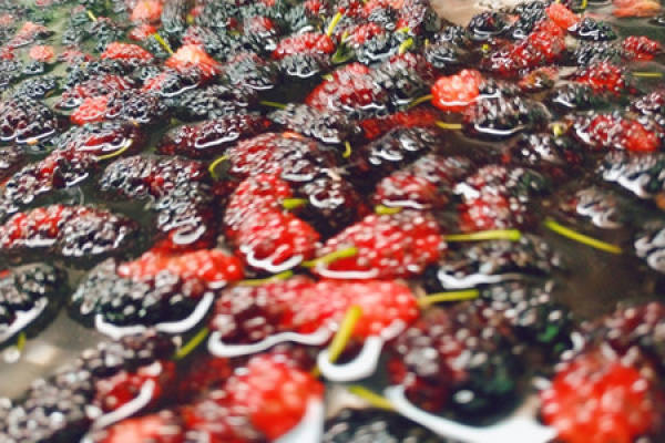 Mulberry