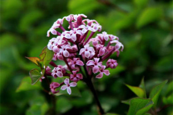 lilac