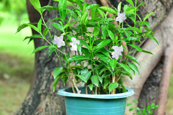 Lilac Flower