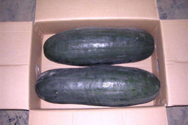 black skin wax gourd