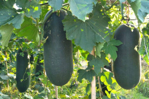 black skin wax gourd